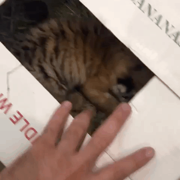 냥이 분양 받음.gif | 인스티즈