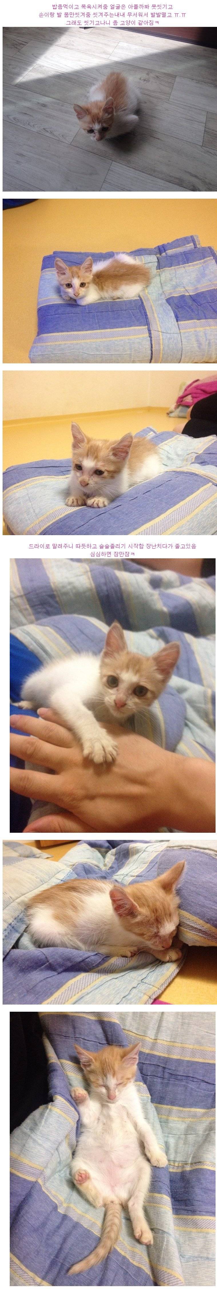스압) 다 죽어가던 새끼 고양이 | 인스티즈