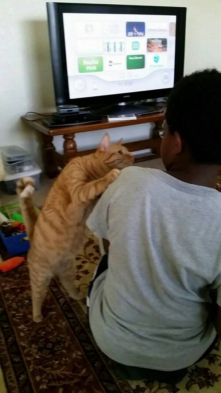 인종구별 고양이.twt | 인스티즈