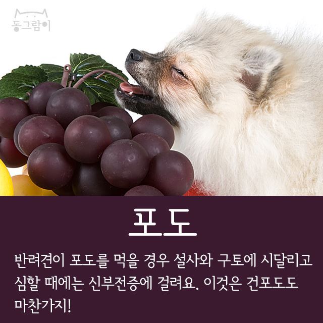 반려견이 먹으면 안 되는 음식 총정리 | 인스티즈
