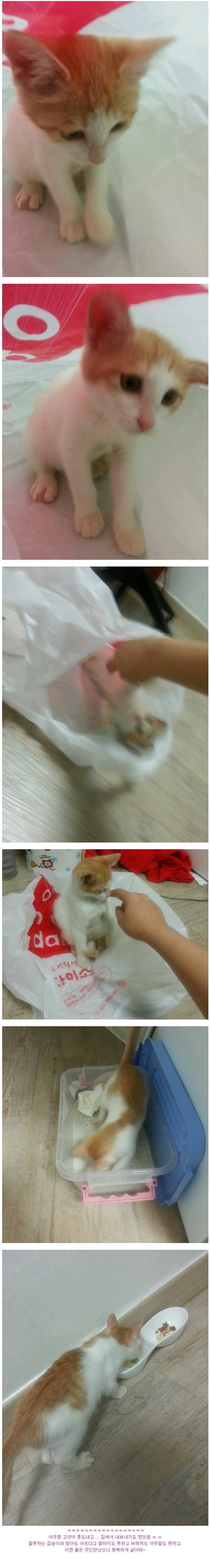 스압) 다 죽어가던 새끼 고양이 | 인스티즈