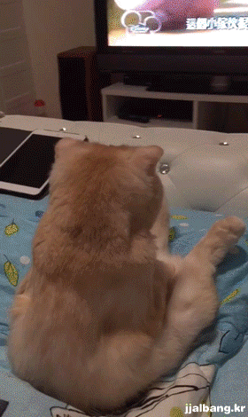 tv본다 건들지마라.gif | 인스티즈