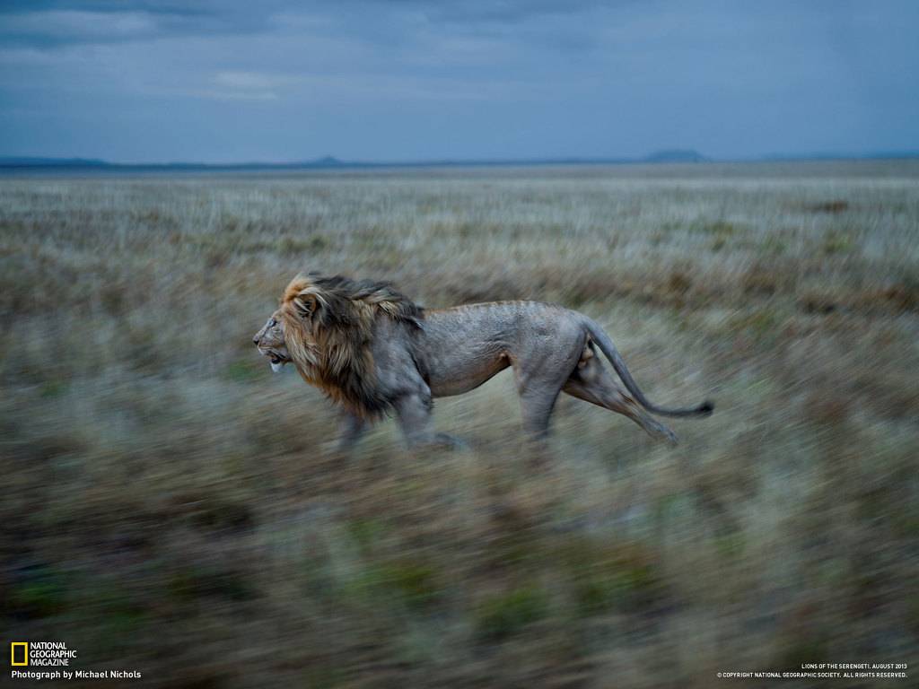 도고 선에서 쉽게 정리 가능한 ㅈ밥 동물들 (BG) | 인스티즈