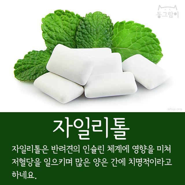 반려견이 먹으면 안 되는 음식 총정리 | 인스티즈