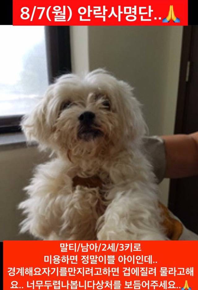 곧 안락사 될 강아지랑 방사 될 고양이 봐줘ㅜㅜ | 인스티즈