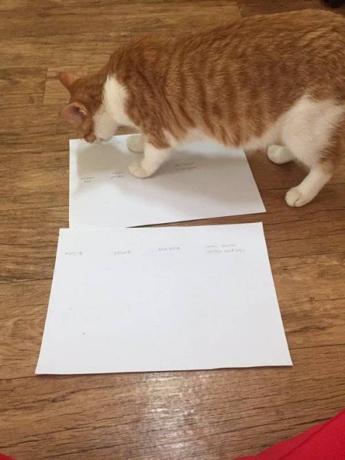 고양이 사료 선호도 조사 | 인스티즈