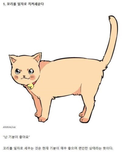 고양이의 감정을 알아보자 | 인스티즈