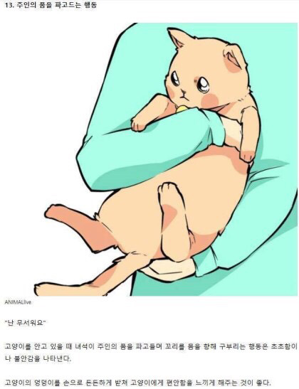 고양이의 감정을 알아보자 | 인스티즈