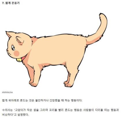 고양이의 감정을 알아보자 | 인스티즈
