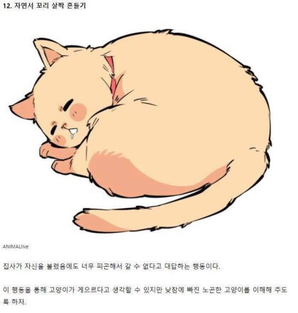 고양이의 감정을 알아보자 | 인스티즈