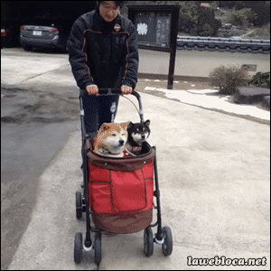 얌전한 강아지들 .GIF | 인스티즈