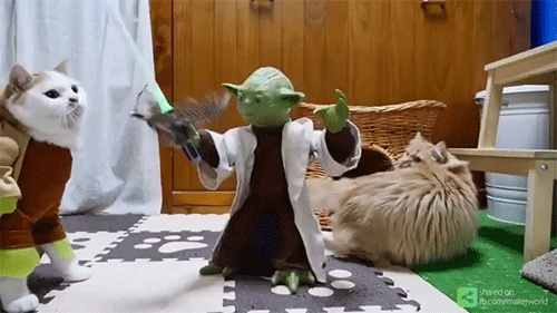 고양이 장난감 레전드.gif | 인스티즈