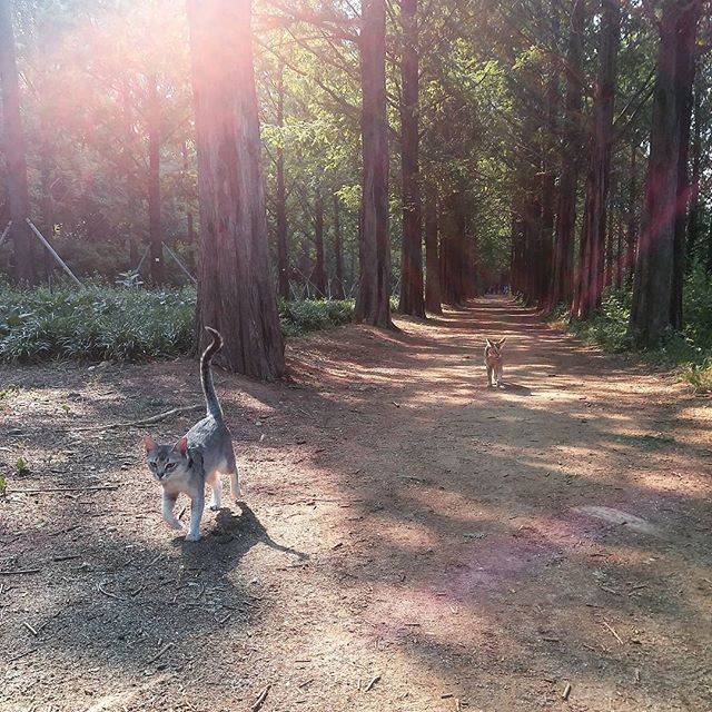 우리시대의 힐링 고양이덕후 모여랏 | 인스티즈