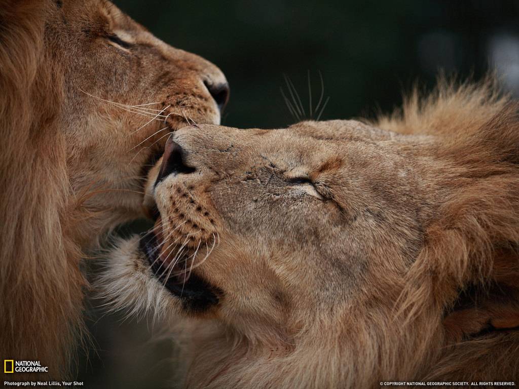 도고 선에서 쉽게 정리 가능한 ㅈ밥 동물들 (BG) | 인스티즈