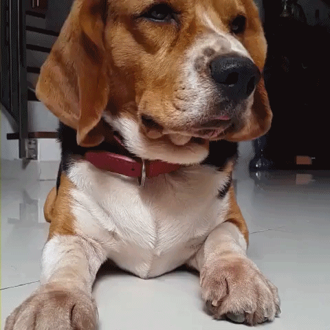 강아지들 가끔하는 행동.. | 인스티즈