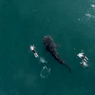고래상어와 수영.gif | 인스티즈