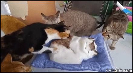 놀랬자냥.gif | 인스티즈