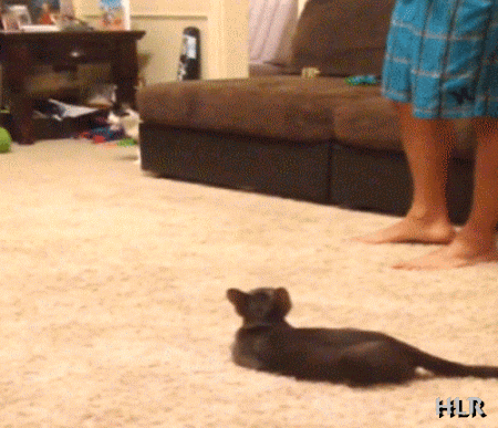 놀랬자냥.gif | 인스티즈