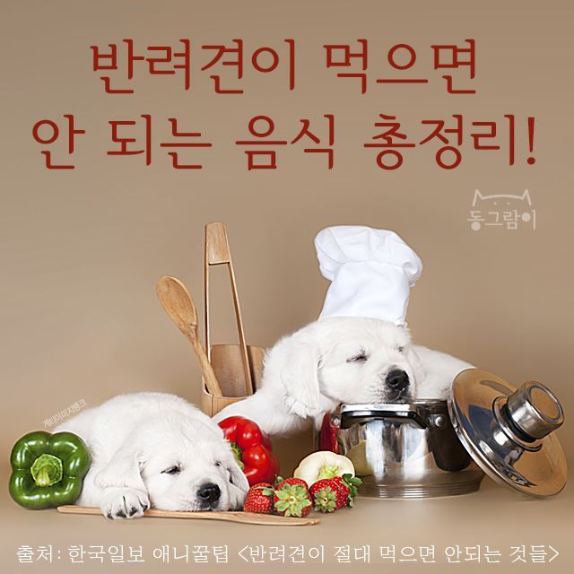 반려견이 먹으면 안 되는 음식 총정리 | 인스티즈
