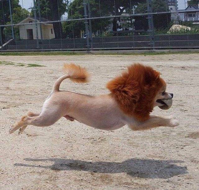 혁신적인 강아지 일찐컷 | 인스티즈