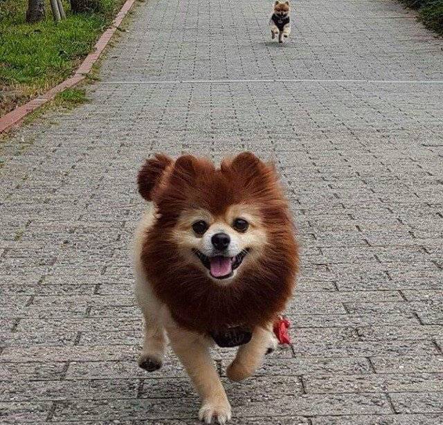 혁신적인 강아지 일찐컷 | 인스티즈