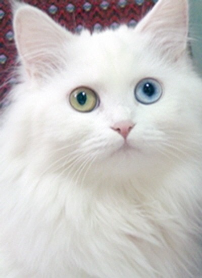 오드아이냥 | 인스티즈