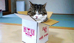 어렵게 들어가는 냥이 | 인스티즈