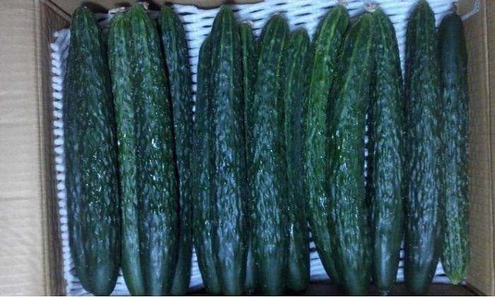 호불호가 확실한 야채들 | 인스티즈