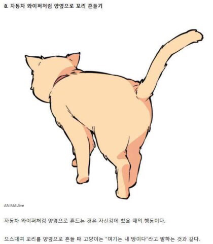 고양이의 감정을 알아보자 | 인스티즈