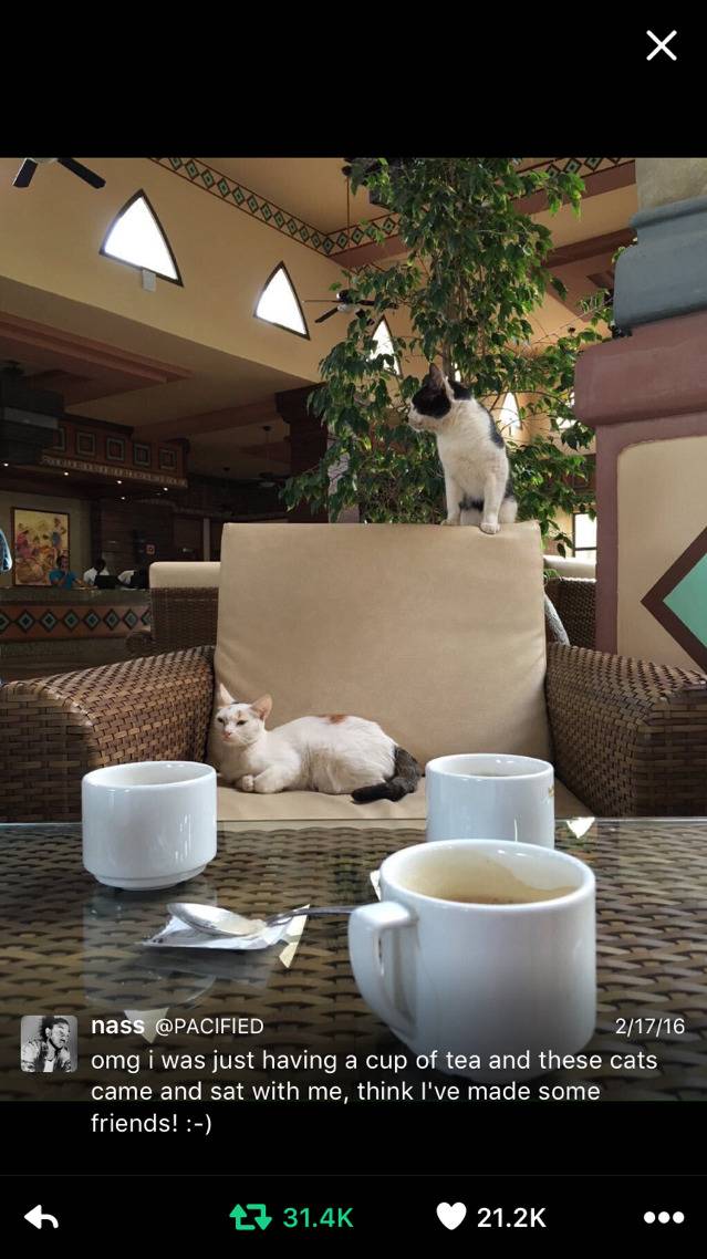 커피 마시는데 고양이 친구가 다가왔다! | 인스티즈