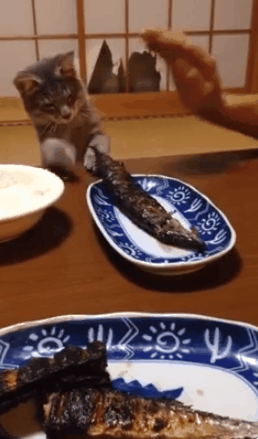 고양이 키우는 집에서 생선 구웠을때...gif | 인스티즈