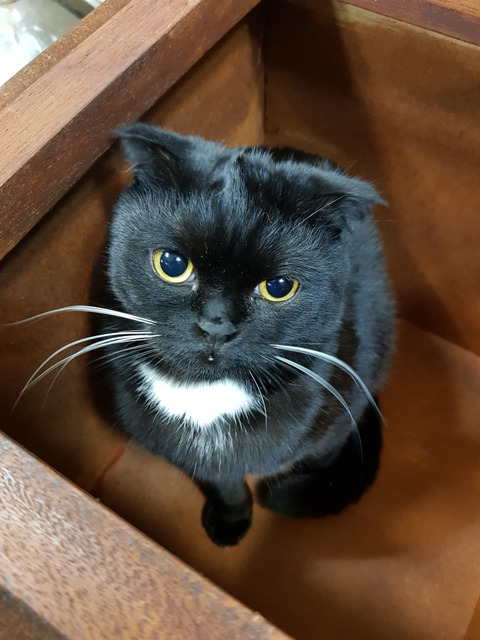 2018년 첫 고양이 | 인스티즈