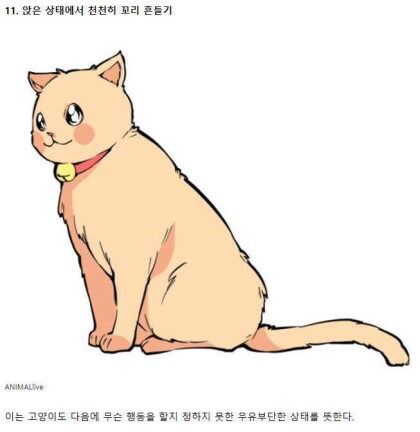 고양이의 감정을 알아보자 | 인스티즈