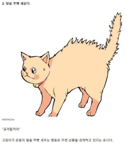 고양이의 감정을 알아보자 | 인스티즈