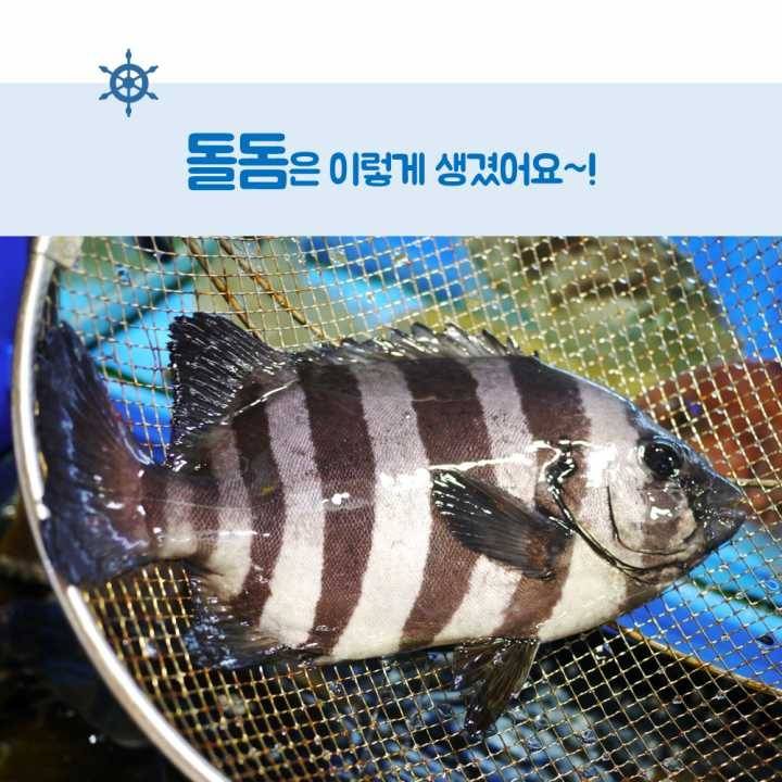 생선회 구별법.JPG | 인스티즈