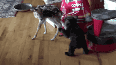 아기사슴과 아기곰.gif | 인스티즈