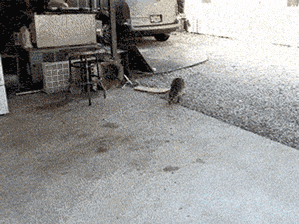 먹이 가져왔어 . gif | 인스티즈