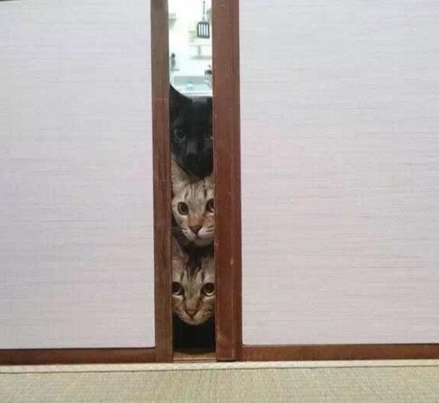 신혼부부가 고양이 키우면 나타나는일 | 인스티즈