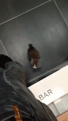 하루한번 고양이 | 인스티즈