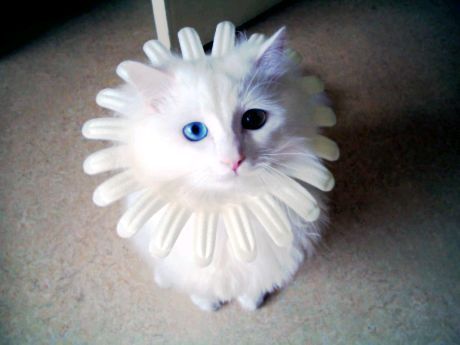 오드아이냥 | 인스티즈