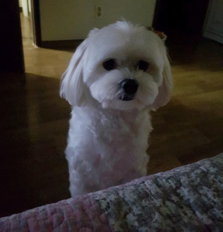 2018년 첫 멍멍이 ㅋㅋ | 인스티즈