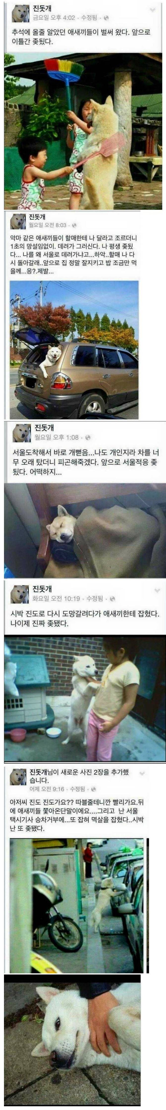 추석이 와서 슬픈 진돗개 | 인스티즈