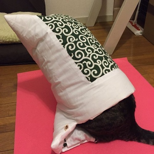 고양이 이불 이상과 현실.jpg | 인스티즈