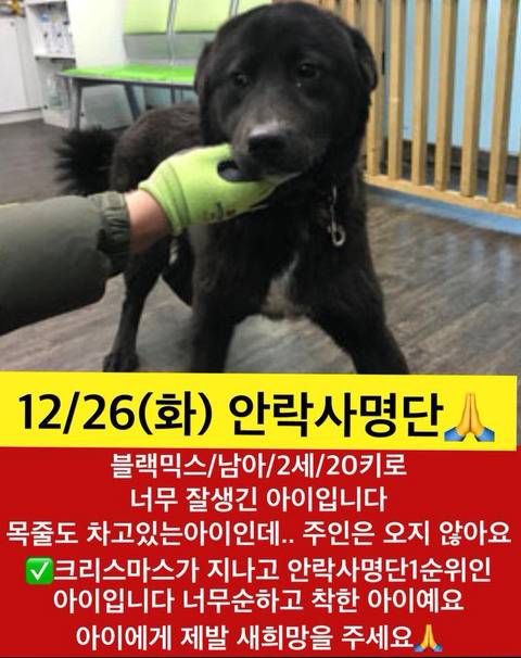 크리스마스 지나면 안락사될 아이들.. 보고가주라ㅠㅠ | 인스티즈