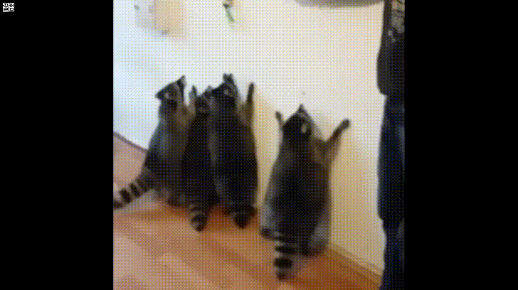 너구리 낚시 | 인스티즈