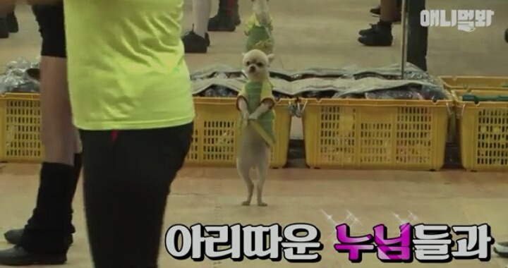 붐바스틱 춤추는 강아지 | 인스티즈