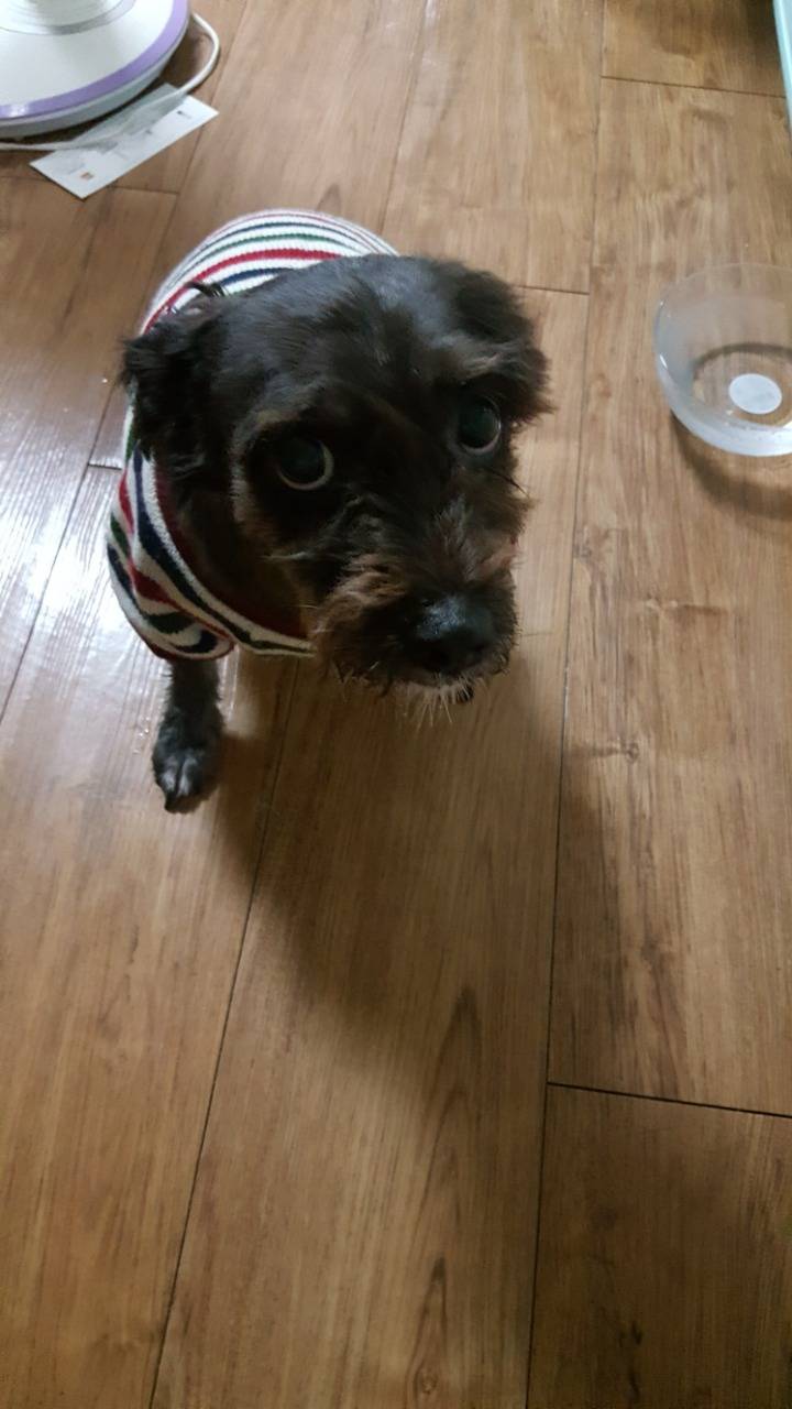 화요일 새벽에 울산에서 강아지 잃어버렸다고 글쓴앤데 울애기 찾았어 | 인스티즈