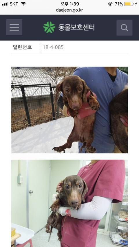 개농장 추정 닥스훈트5마리! 제발 저희를 도와주세요 (혐오주의) | 인스티즈