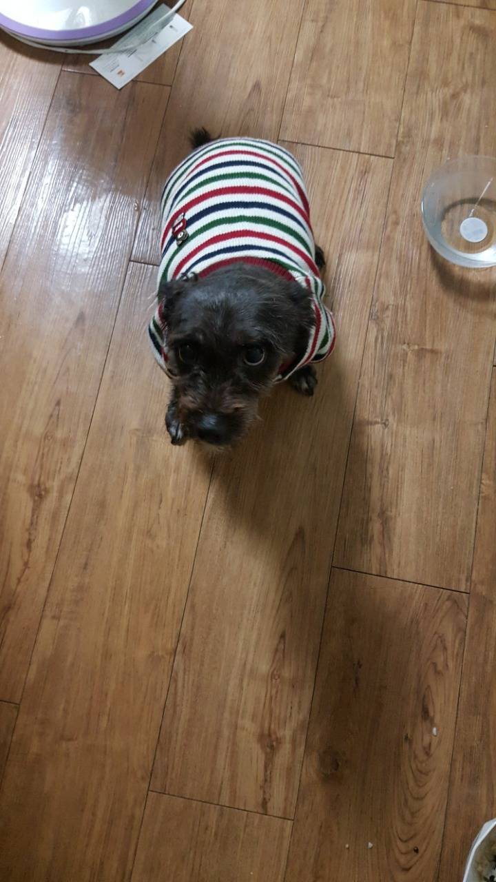 화요일 새벽에 울산에서 강아지 잃어버렸다고 글쓴앤데 울애기 찾았어 | 인스티즈