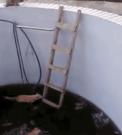 묘성 수준 까발리기 (움짤,데이터도둑) | 인스티즈